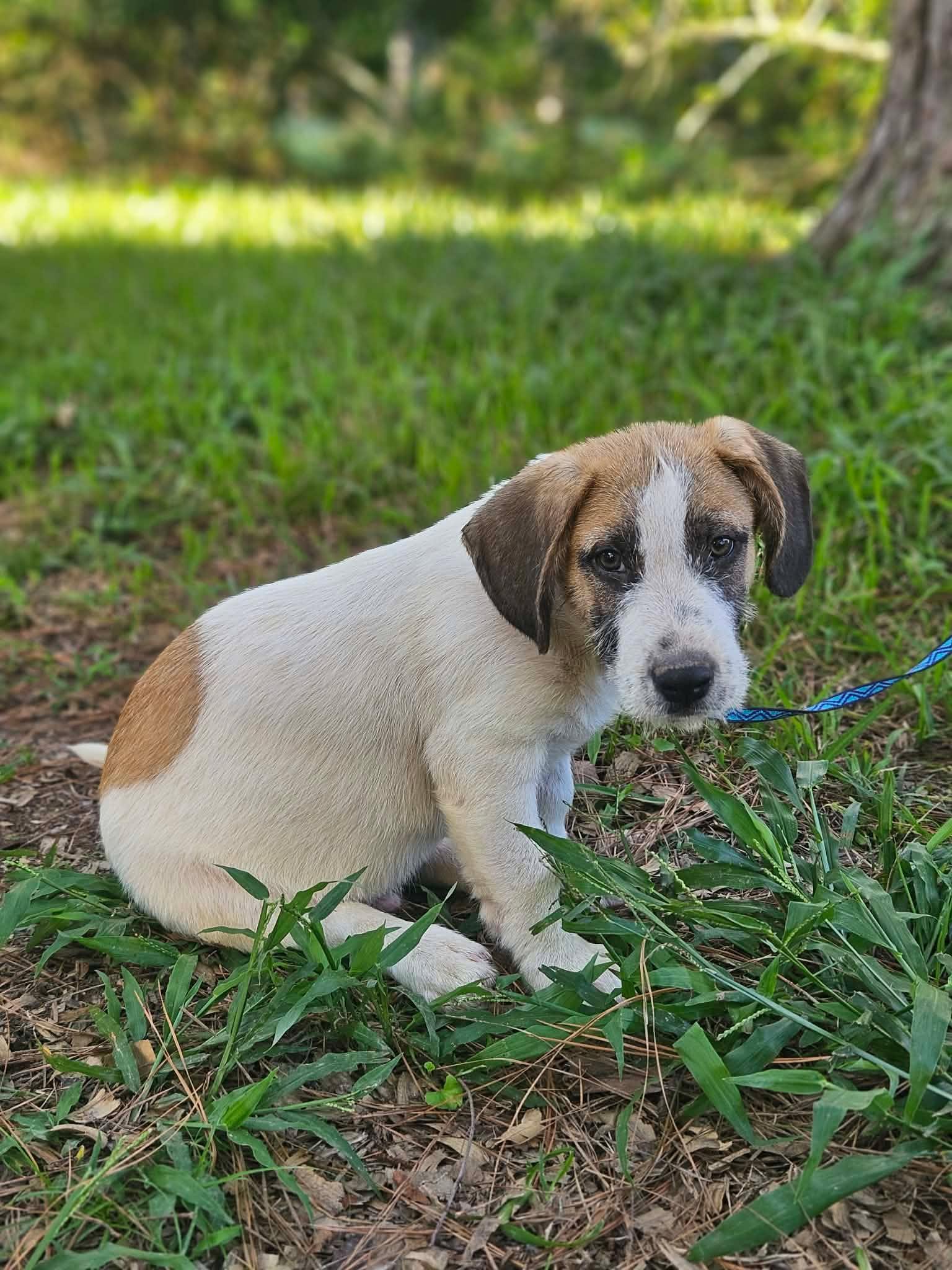Enlarge SuperMario Q, a Adopted mixed breed in Wakefield, RI image 3/3