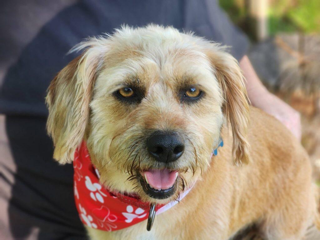 Ringo, an adopted mixed breed in Red Hook, NY image 3/4