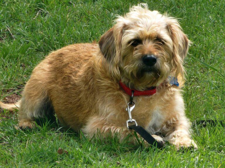 Ringo, an adopted mixed breed in Red Hook, NY image 4/4