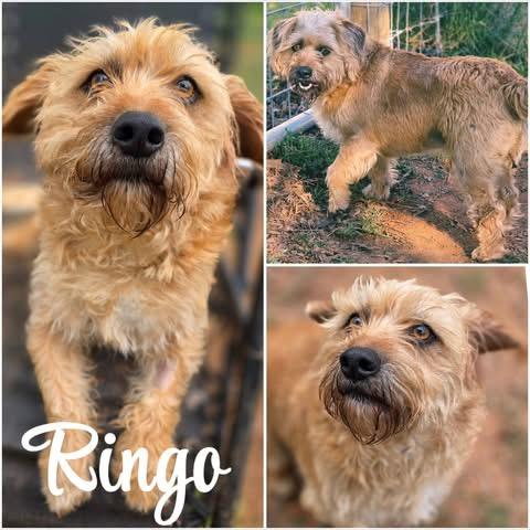 Ringo, adopted, Adult Male Norfolk Terrier & Wheaten Terrier.