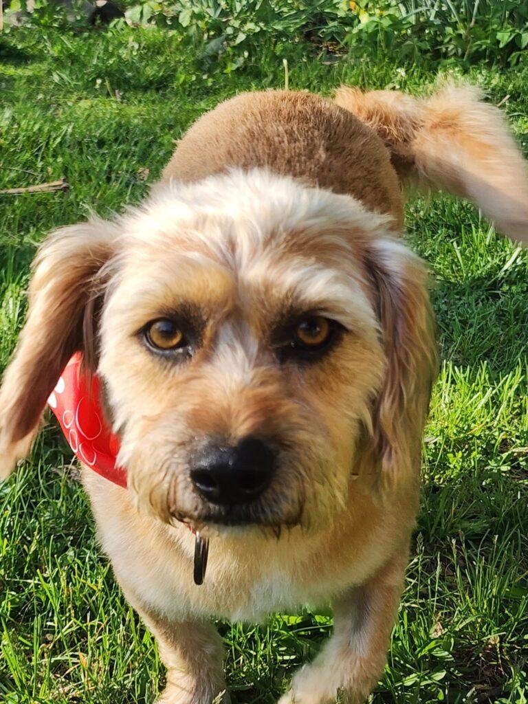 Ringo, an adopted mixed breed in Red Hook, NY image 2/4