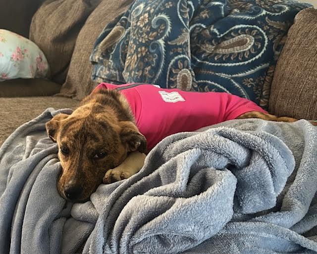 Enlarge Marley, a ADOPTABLE mixed breed in Paron, AR image 4/4