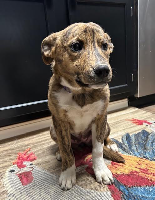 Enlarge Marley, a ADOPTABLE mixed breed in Paron, AR image 3/4