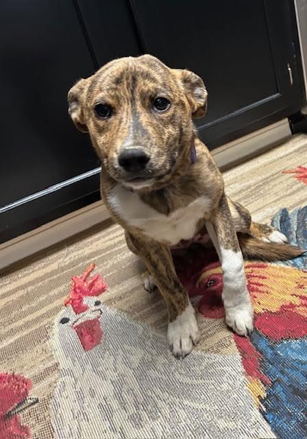 Enlarge Marley, a ADOPTABLE mixed breed in Paron, AR image 2/4