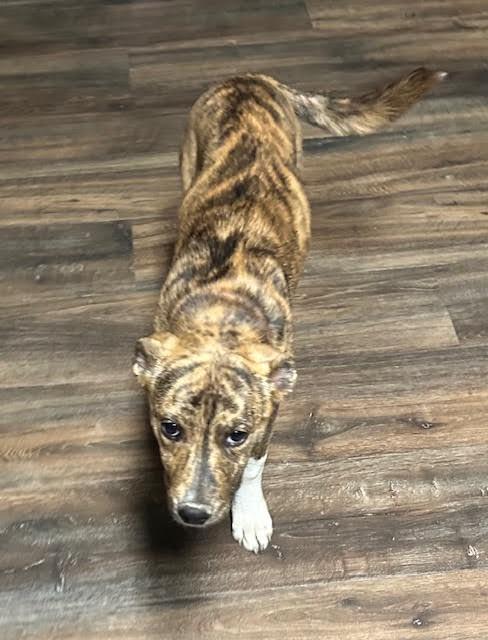 Enlarge Marley, a ADOPTABLE mixed breed in Paron, AR image 1/4
