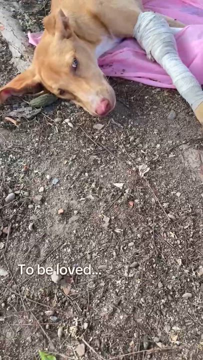 Enlarge Buckwheat, an adopted mixed breed in Puerto Vallarta, JAL video 6/6
