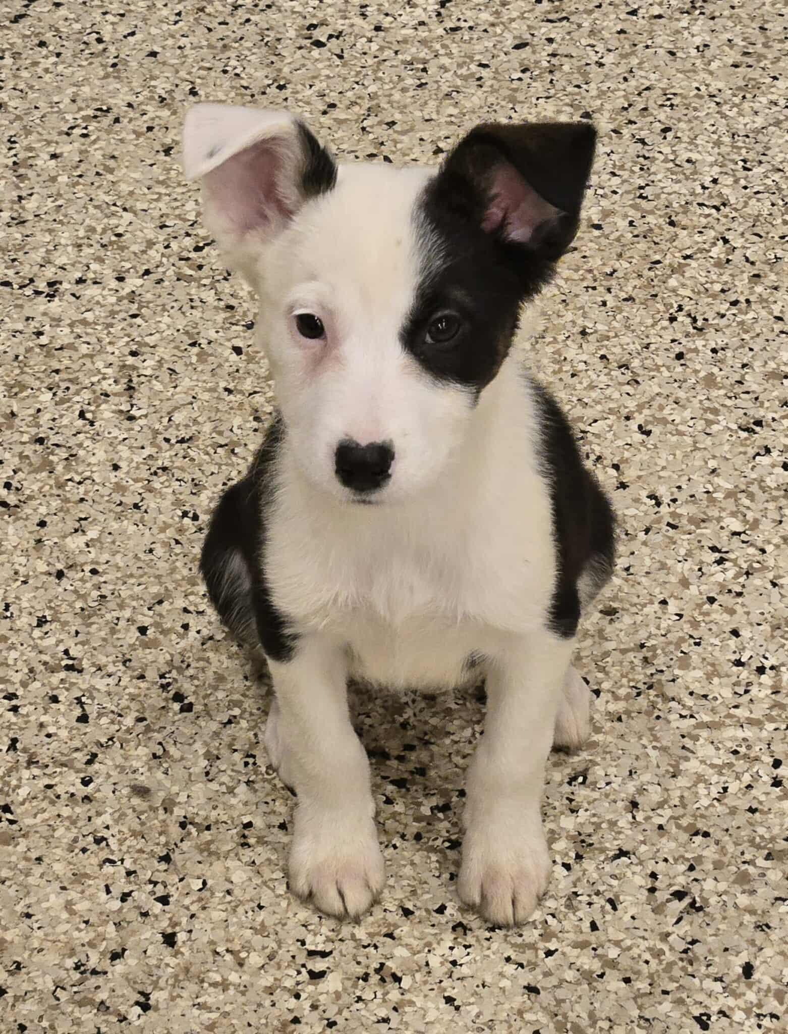 Tessa, adoptable, Puppy Female Mixed Breed.