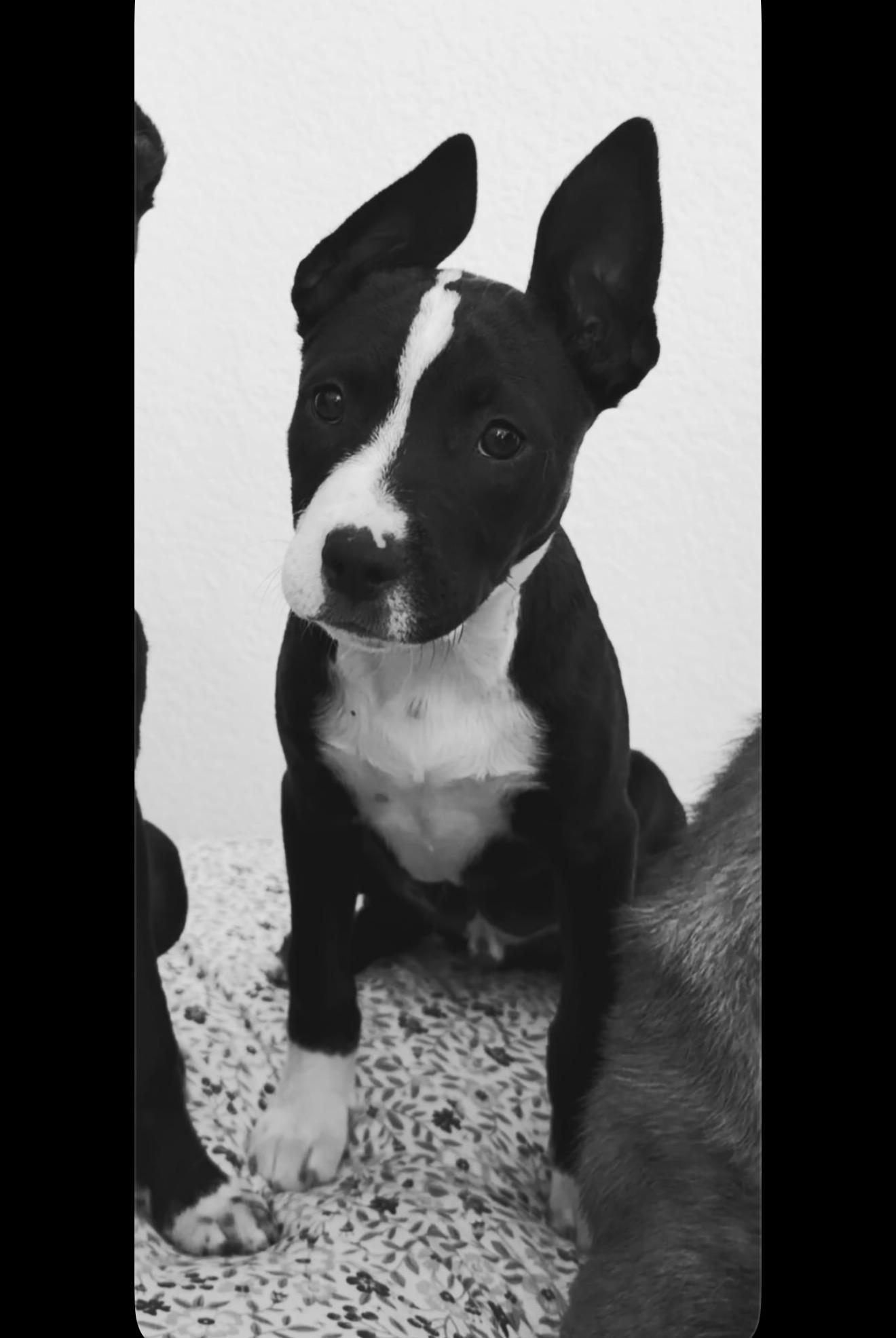 Casanova, Adopted, Young Male Pit Bull Terrier & Cardigan Welsh Corgi.