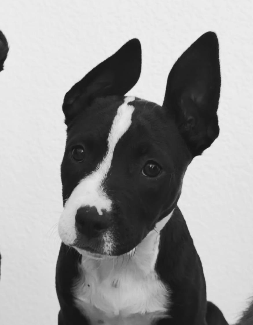Enlarge Casanova, a Adopted mixed breed in Palm desert, CA image 2/2