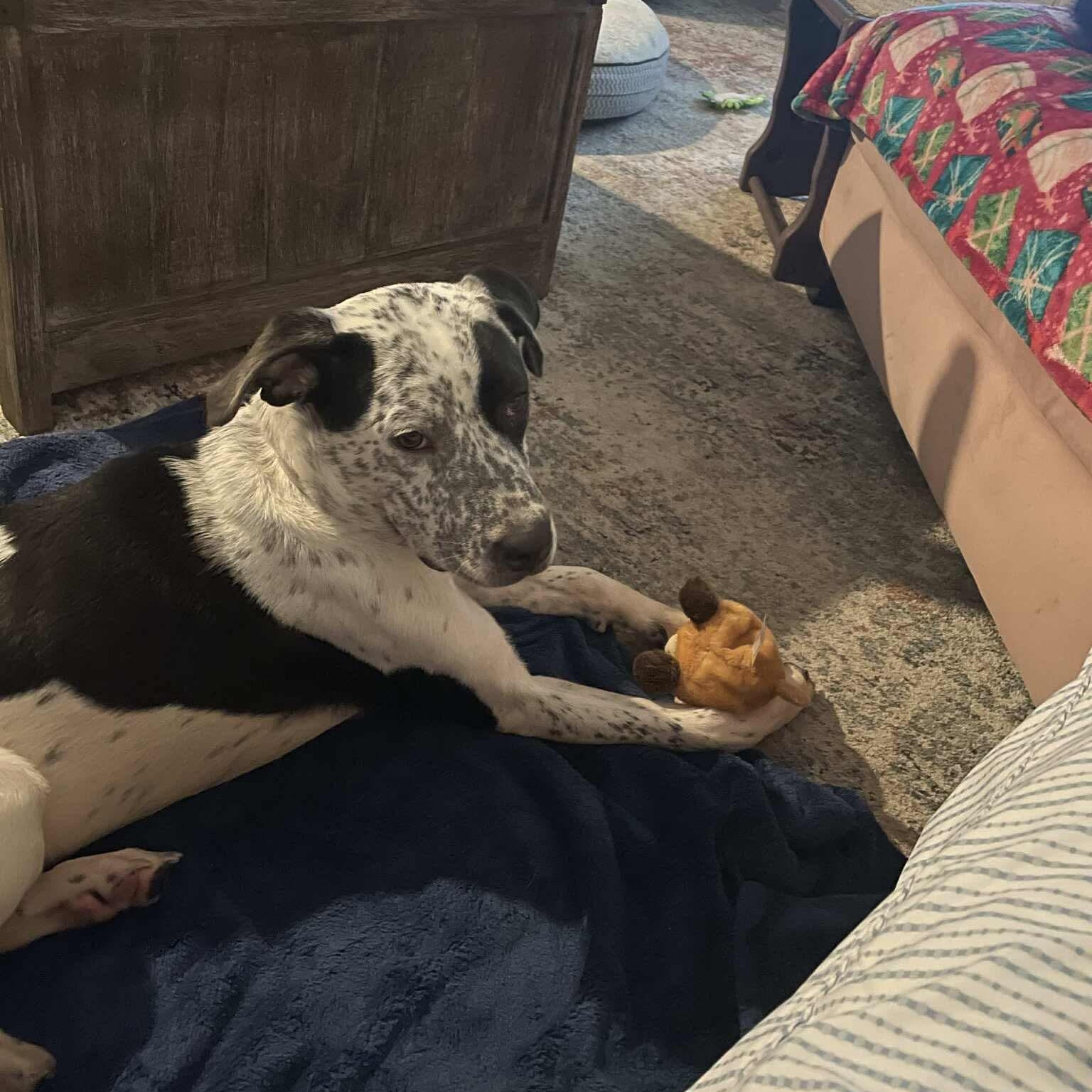 Harper, ADOPTABLE, Young Female Pointer.