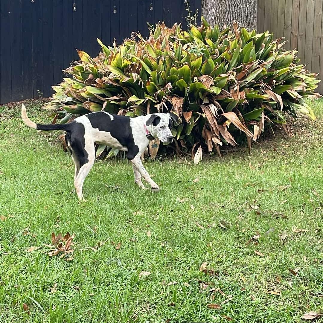 Harper, a ADOPTABLE mixed breed in Wando, SC image 4/4