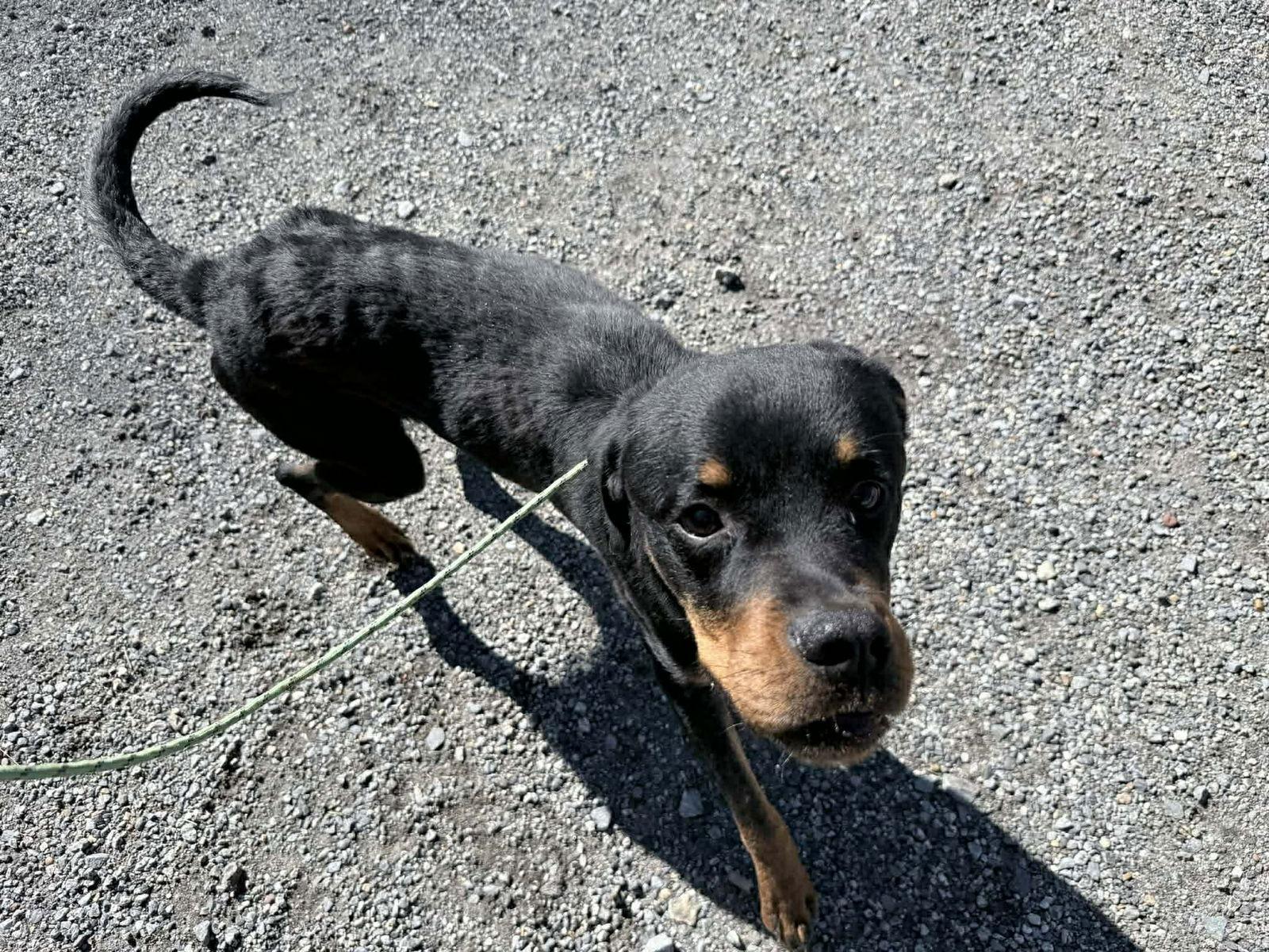 Enlarge Brewster, a Adoptable Rottweiler in Hillsboro, NH image 1/3