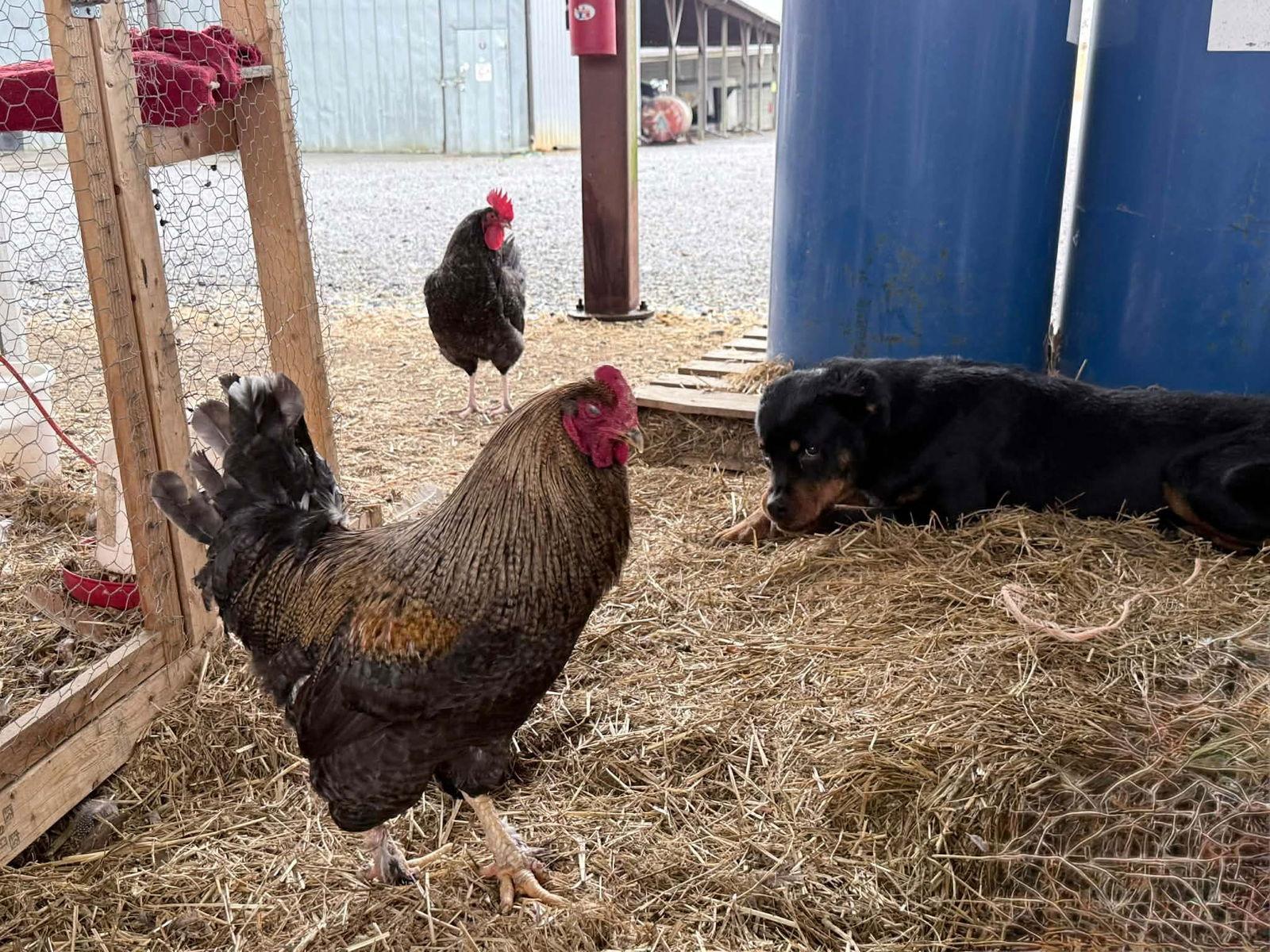 Enlarge Brewster, a Adoptable Rottweiler in Hillsboro, NH image 2/3