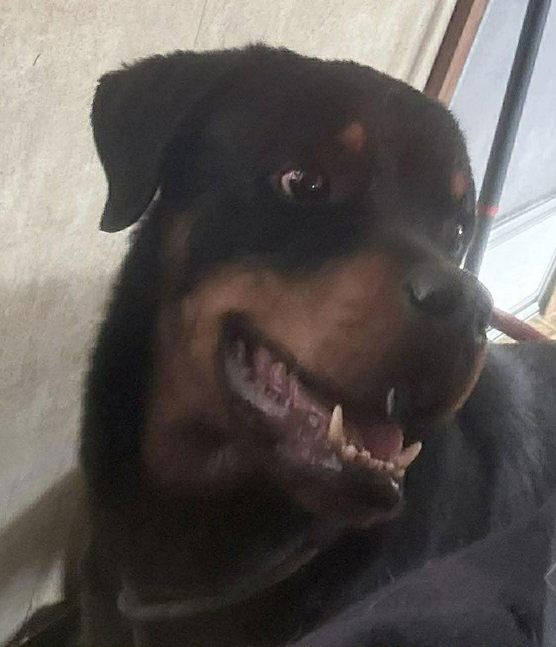 Enlarge Brewster, a Adoptable Rottweiler in Hillsboro, NH image 3/3