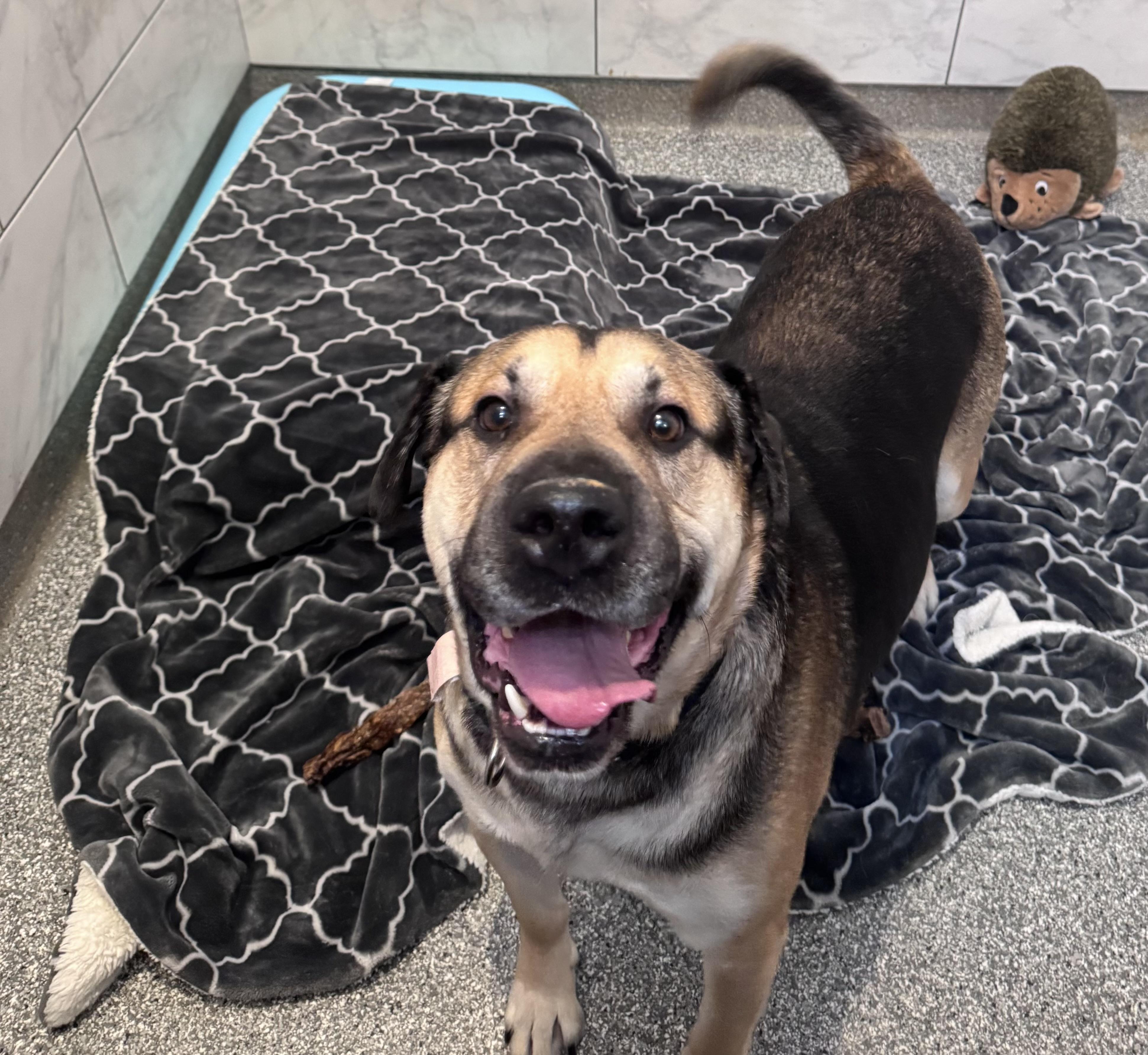 Muenster Cheese thumbnail 2