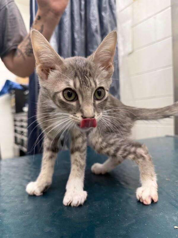 Waffle, Adoptable, Young Male Domestic Short Hair.
