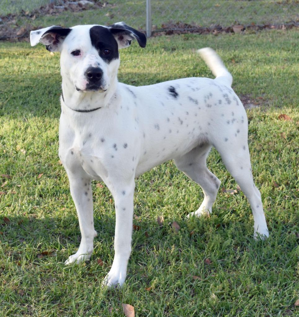 Jules, Adoptable, Young Female Mixed Breed.