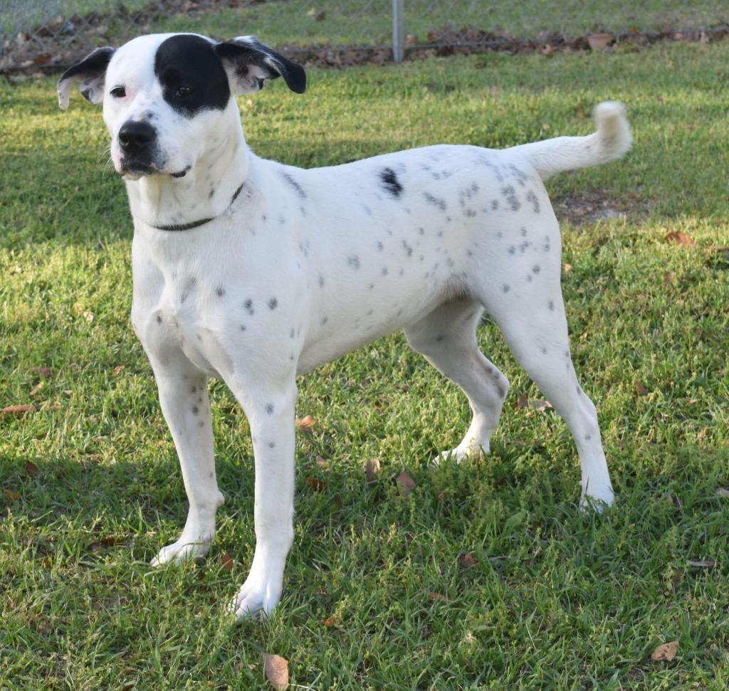 Jules, a Adoptable mixed breed in Kingsland, GA image 3/4