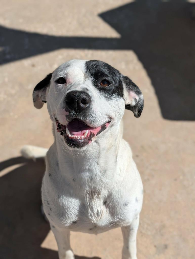Jules, a Adoptable mixed breed in Kingsland, GA image 4/4