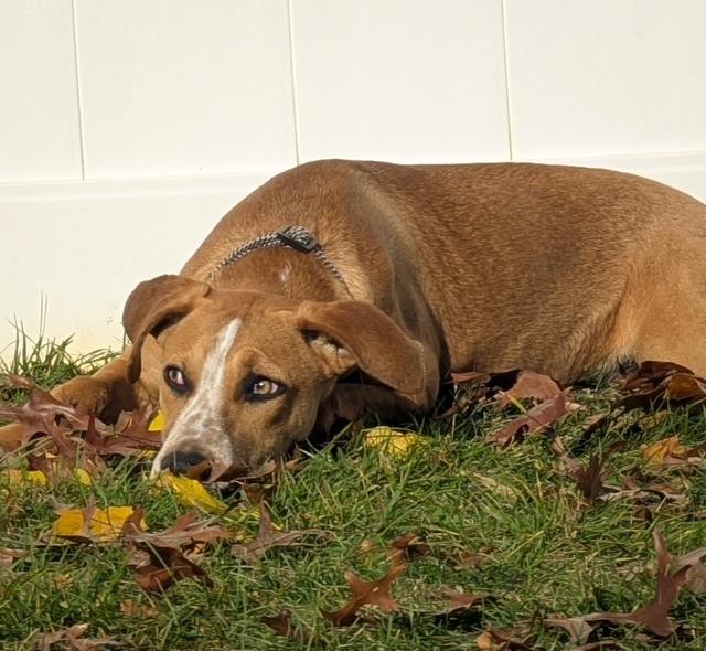 Enlarge Barkley - B litter, a Adoptable mixed breed in Lancaster, PA image 1/6