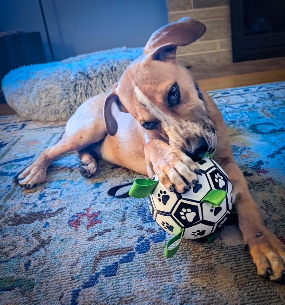 Enlarge Barkley - B litter, a Adoptable mixed breed in Lancaster, PA image 3/6