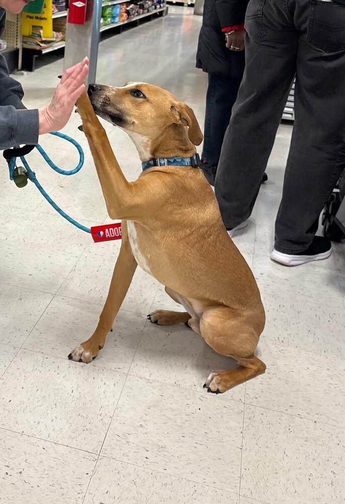 Enlarge Barkley - B litter, a Adoptable mixed breed in Lancaster, PA image 1/6
