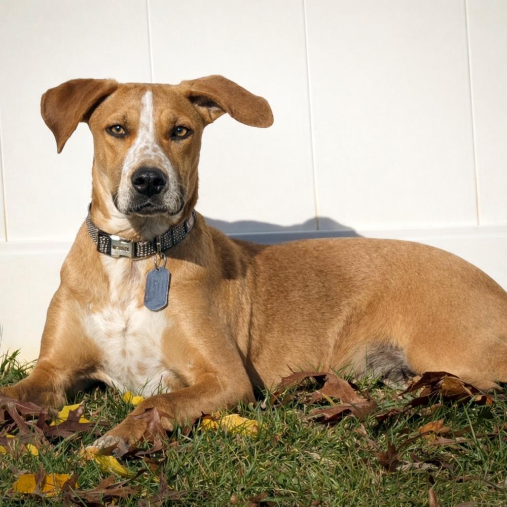 Enlarge Barkley - B litter, a Adoptable mixed breed in Lancaster, PA image 2/6