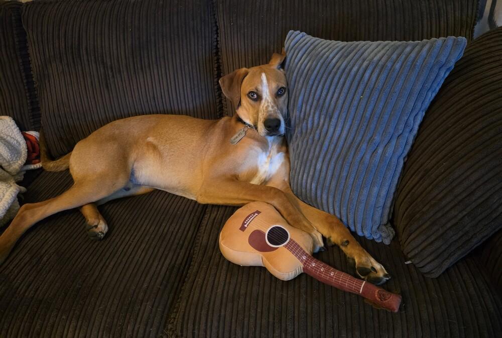 Enlarge Barkley - B litter, a Adoptable mixed breed in Lancaster, PA image 3/6