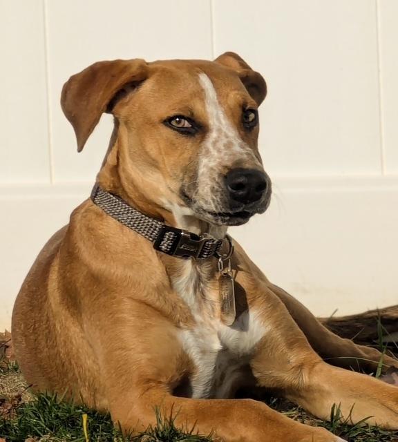 Enlarge Barkley - B litter, a Adoptable mixed breed in Lancaster, PA image 5/6