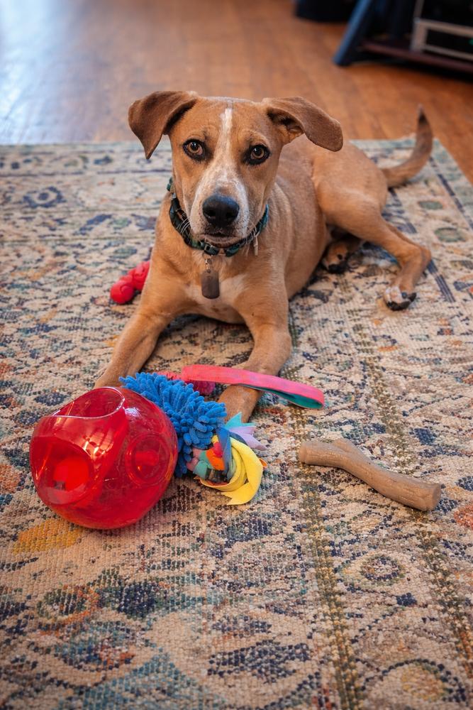 Enlarge Barkley - B litter, a Adoptable mixed breed in Lancaster, PA image 4/6