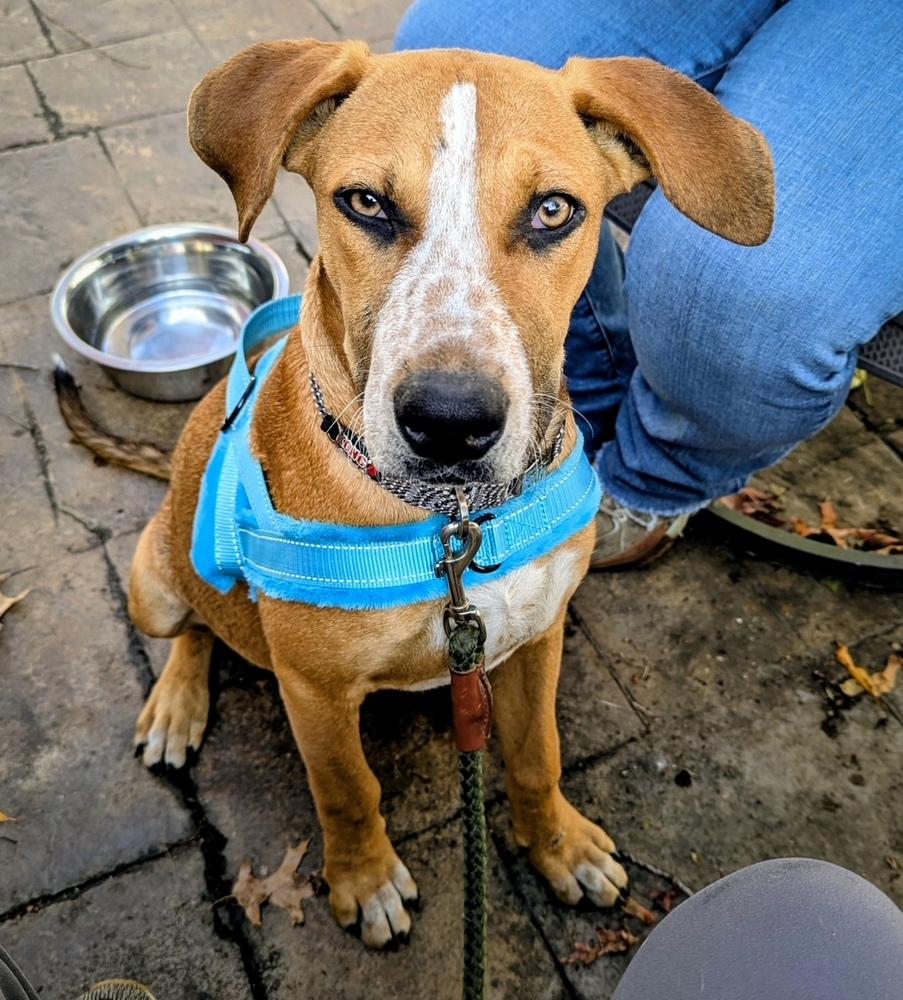 Enlarge Barkley - B litter, a Adoptable mixed breed in Lancaster, PA image 6/6