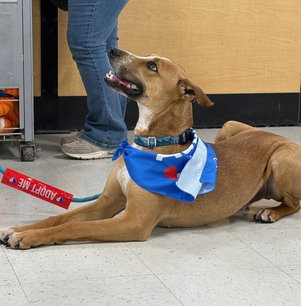 Enlarge Barkley - B litter, a Adoptable mixed breed in Lancaster, PA image 5/6