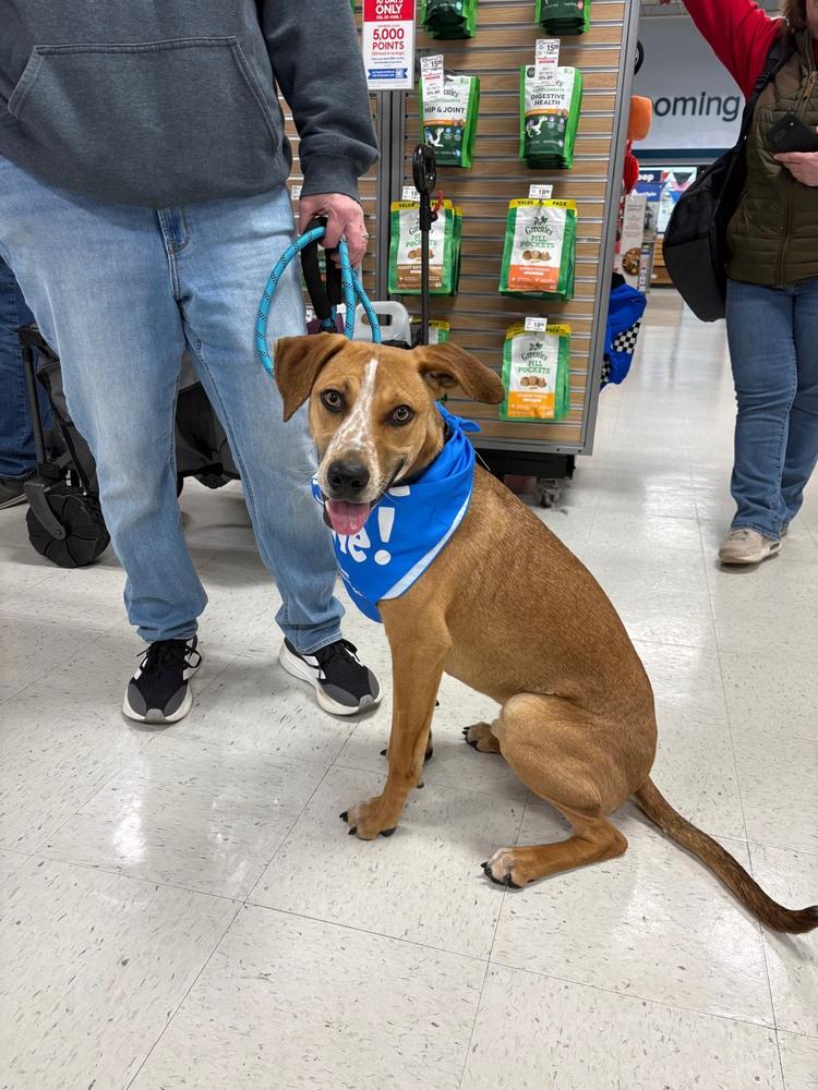 Enlarge Barkley - B litter, a Adoptable mixed breed in Lancaster, PA image 6/6