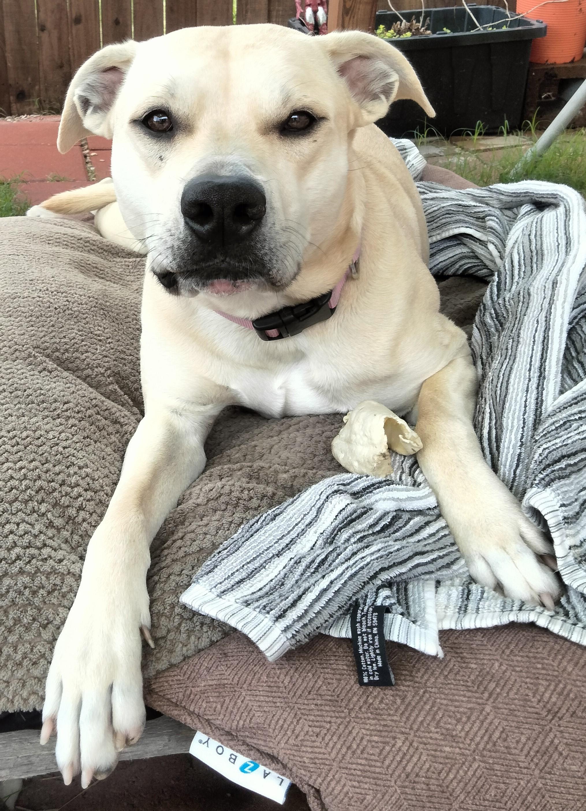 Enlarge Jessie, a Adoptable American Staffordshire Terrier in Denton, TX image 3/5