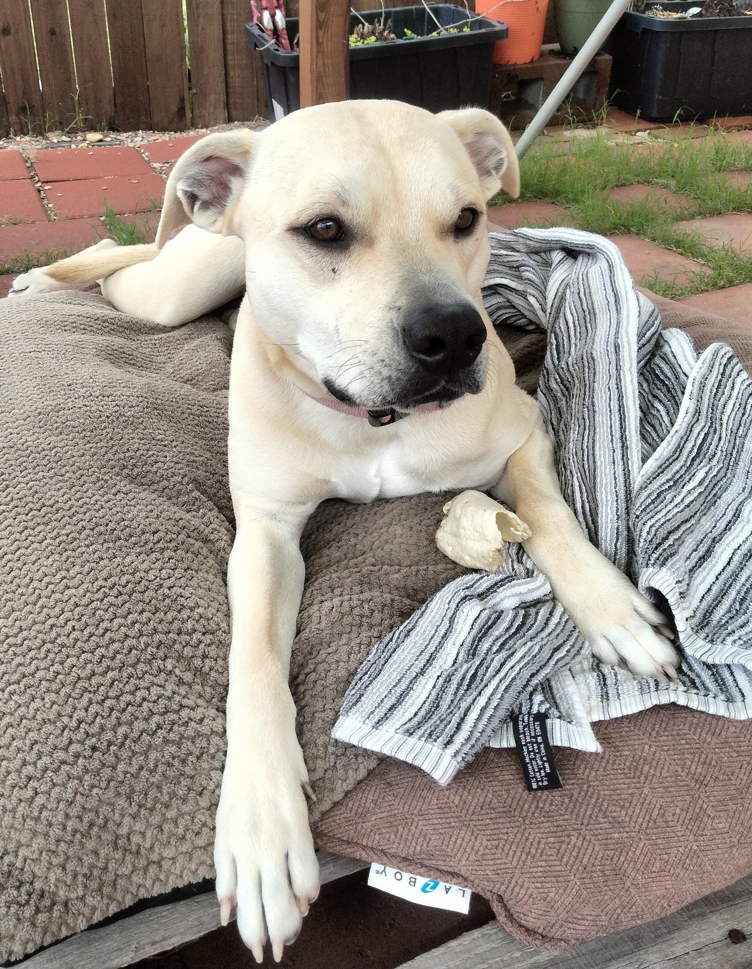 Enlarge Jessie, a Adoptable American Staffordshire Terrier in Denton, TX image 4/5