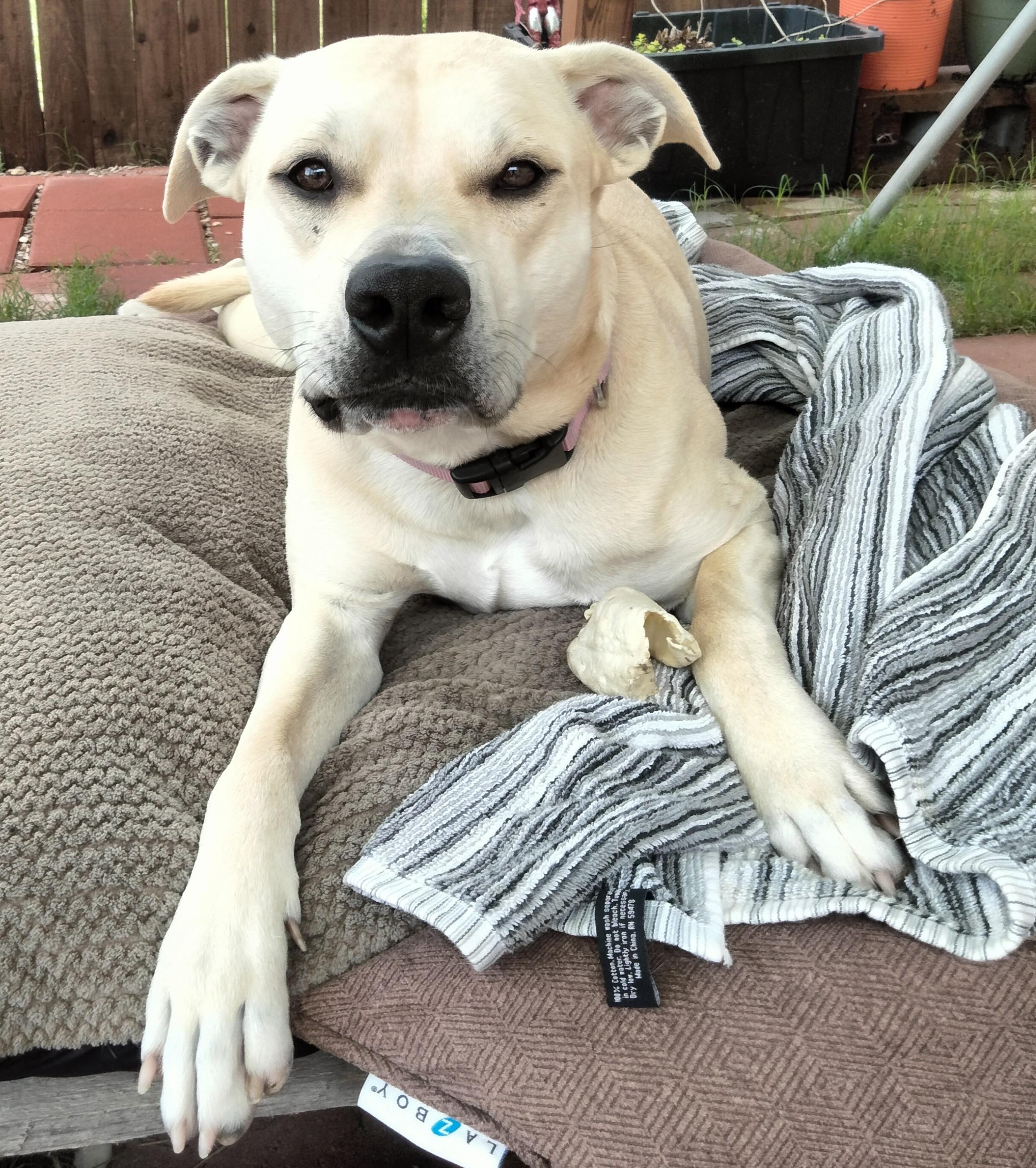 Jessie, Adoptable, Adult Female American Staffordshire Terrier.