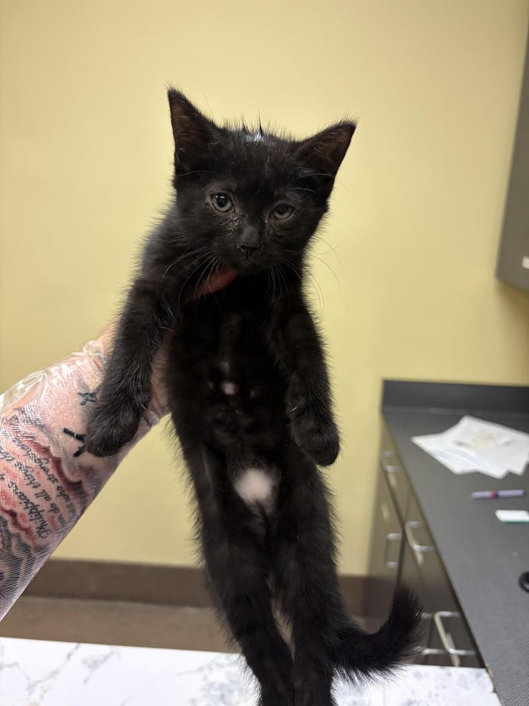 Roselyn, Adoptable, Kitten Female Domestic Short Hair.