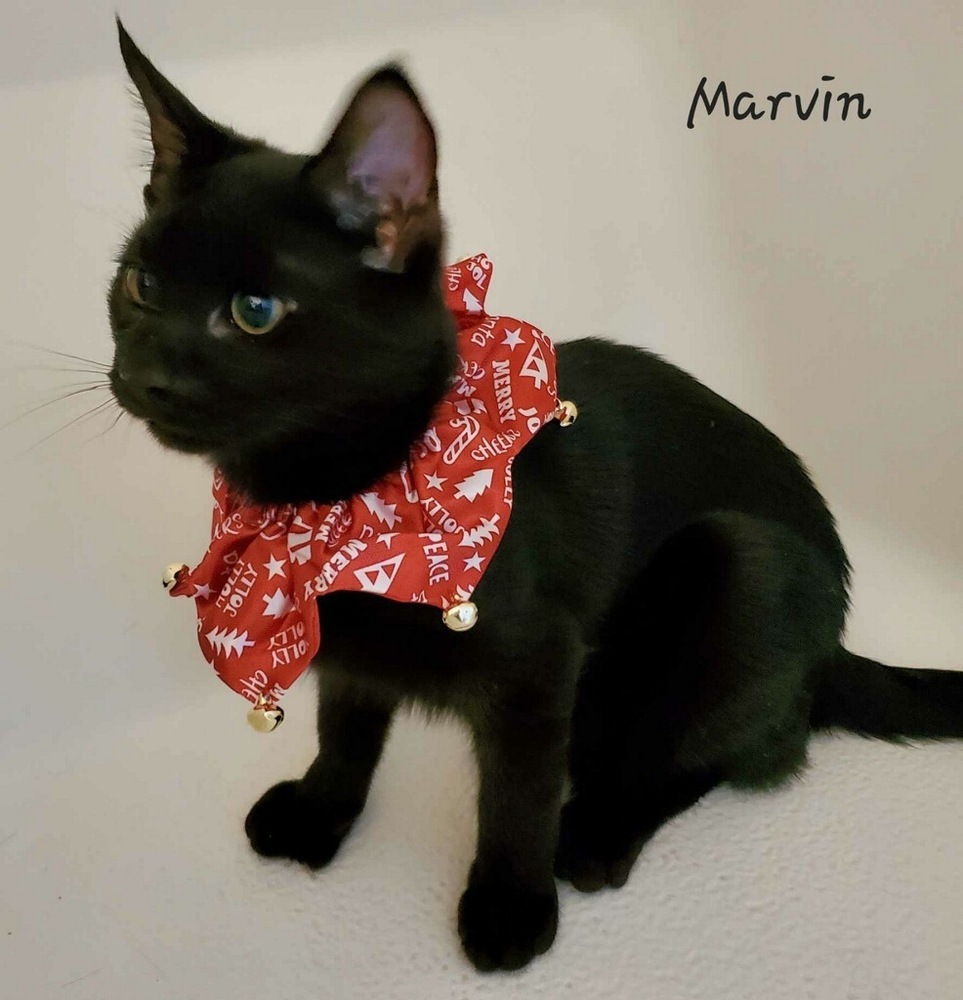 Marvin (Tipsy Litter), a Adoptable Domestic Short Hair image 1/6