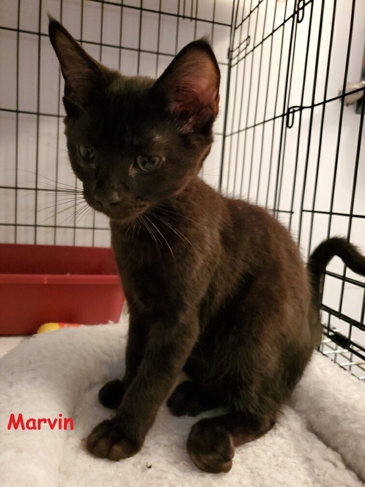 Marvin (Tipsy Litter), a Adoptable Domestic Short Hair image 2/6