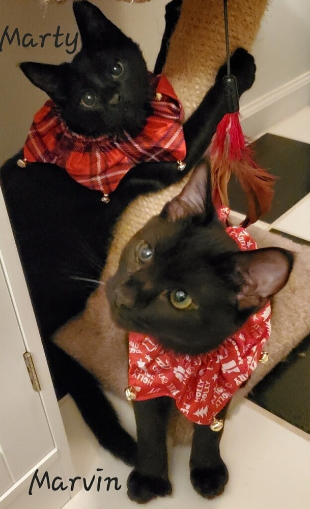 Marvin (Tipsy Litter), a Adoptable Domestic Short Hair image 3/6