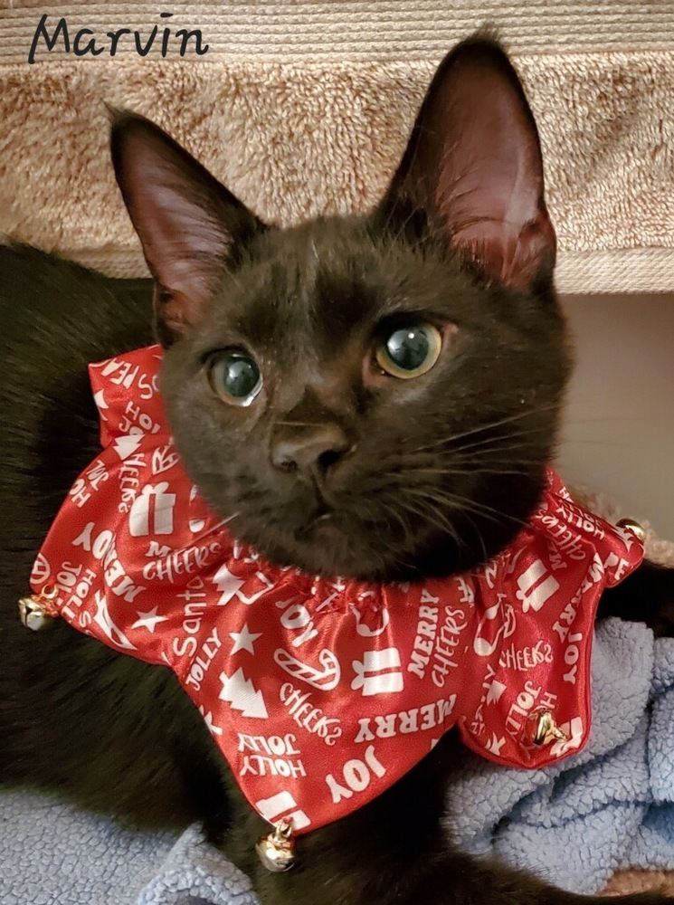 Marvin (Tipsy Litter), a Adoptable Domestic Short Hair image 4/6