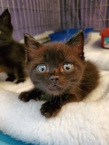 Marvin (Tipsy Litter), a Adoptable Domestic Short Hair image 5/6