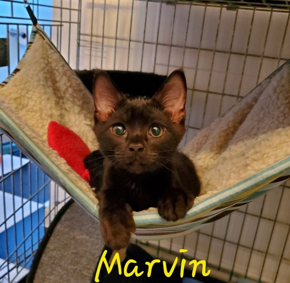Marvin (Tipsy Litter), a Adoptable Domestic Short Hair image 6/6