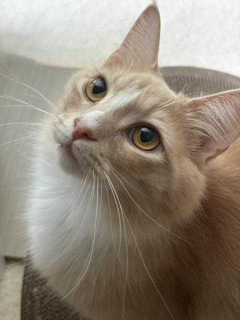Enlarge CP - NC Teddy, a Adopted mixed breed in Winston Salem, NC image 3/4