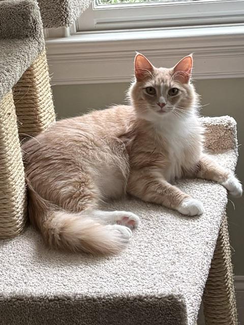 Enlarge CP - NC Teddy, a Adopted mixed breed in Winston Salem, NC image 2/4