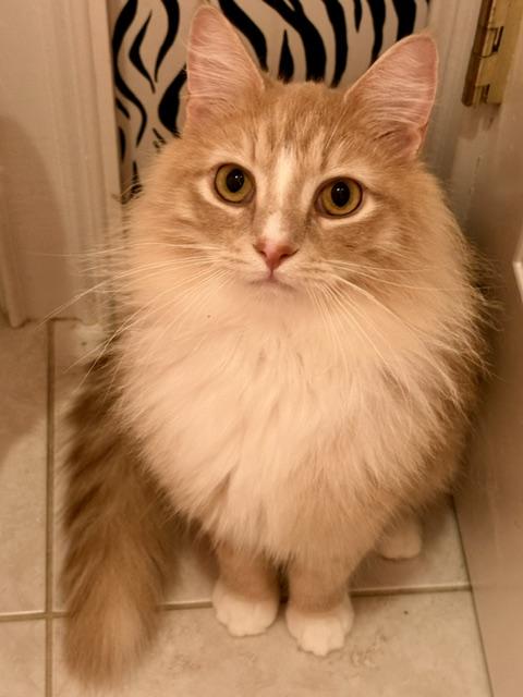 CP - NC Teddy, Adopted, Young Male Maine Coon & Domestic Medium Hair.
