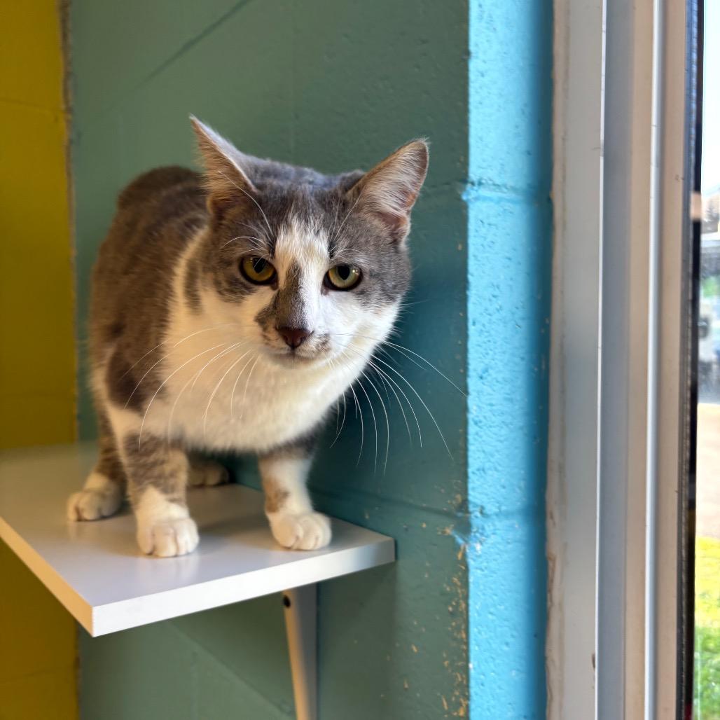 Sterling, Adoptable, Adult Male Domestic Short Hair.