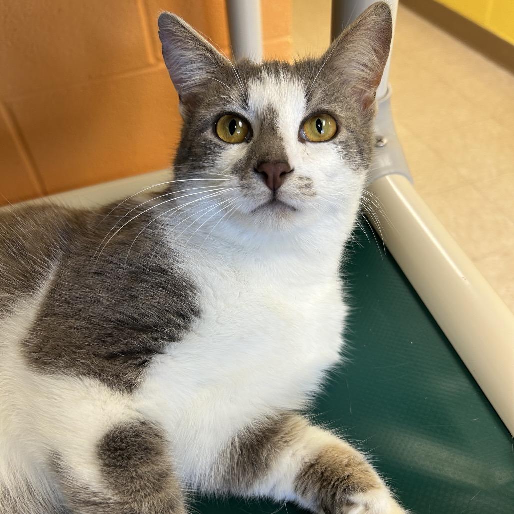 Enlarge Sterling, a Adoptable Domestic Short Hair in Roxboro, NC image 2/6