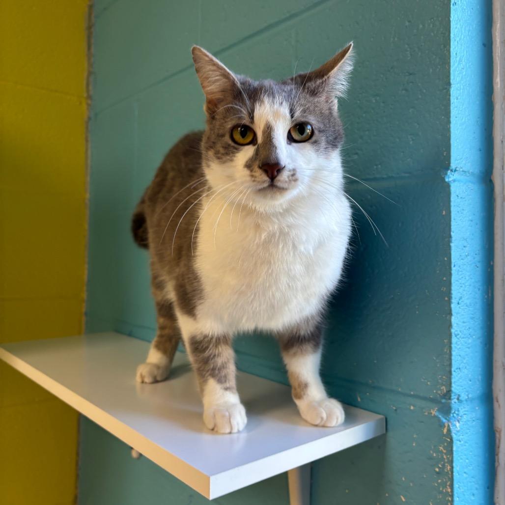 Enlarge Sterling, a Adoptable Domestic Short Hair in Roxboro, NC image 3/6