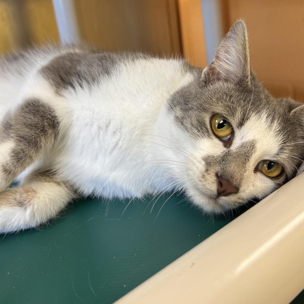 Enlarge Sterling, a Adoptable Domestic Short Hair in Roxboro, NC image 4/6